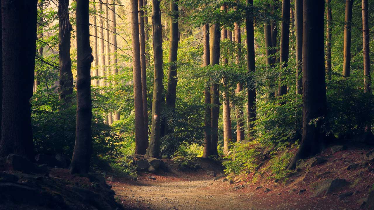 Time to Embrace Nature During COVID-19